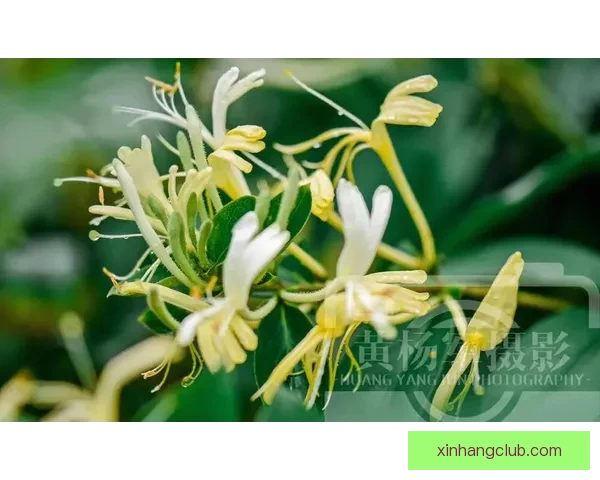 《菊内留香》 金银花原文阅读，带你领略别样本草文化魅力